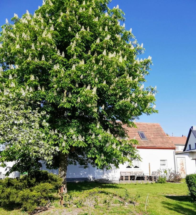 Ferienwohnung Lodig Gross Sarchen Exterior photo